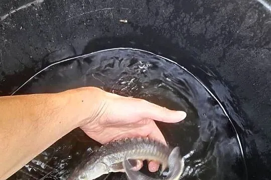 RYBY NARYBEK AMUR KARAŚ KOLOROWY JESIOTR, Wielkopolskie, Słupca