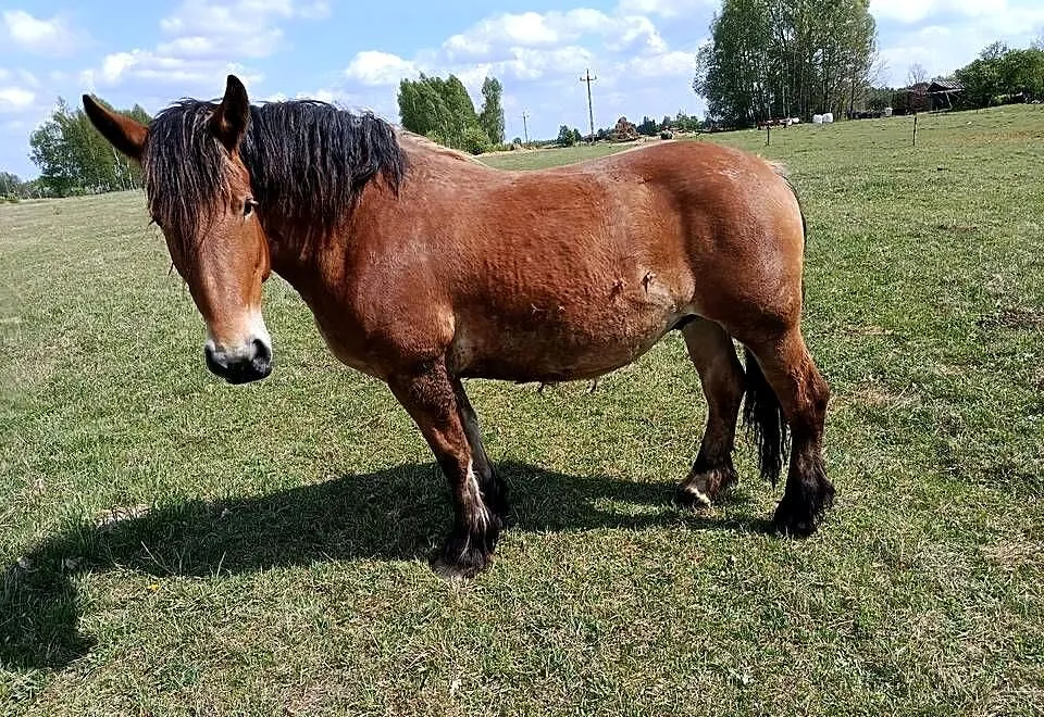 Sprzedam klacze, Podlaskie, Narewka