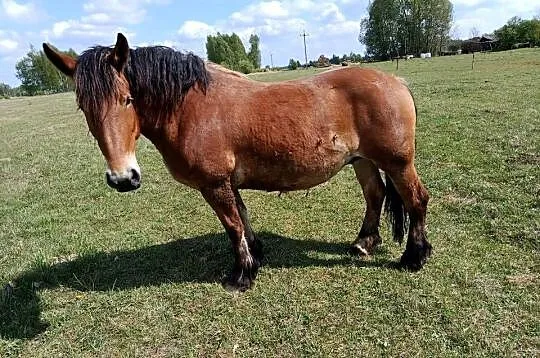 Sprzedam klacze, Podlaskie, Narewka