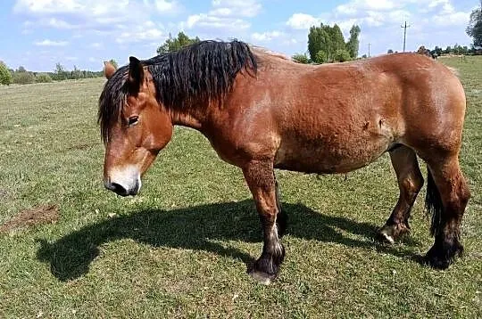 Sprzedam klacze, Podlaskie, Narewka