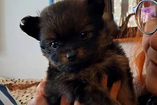 Szpic miniaturowy pomeranian