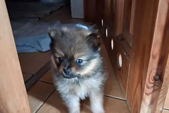 Szpic miniaturowy pomeranian, Warmińsko-mazurskie, Orzysz
