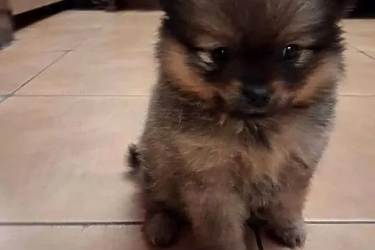Szpic miniaturowy pomeranian, Warmińsko-mazurskie, Orzysz