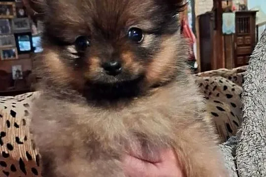Szpic miniaturowy pomeranian, Warmińsko-mazurskie, Orzysz