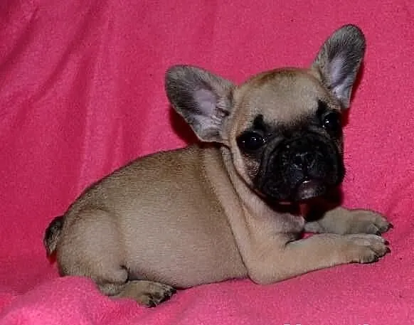 Buldog francuski FCI