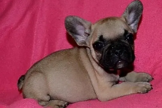 Buldog francuski FCI