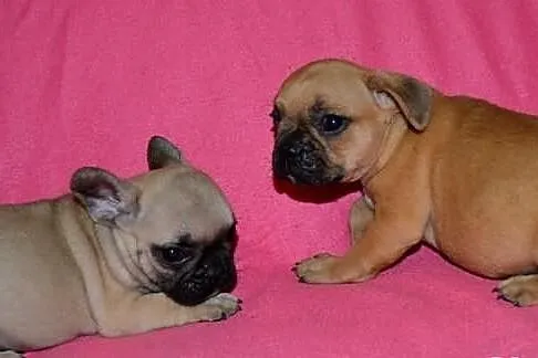 Buldog francuski FCI