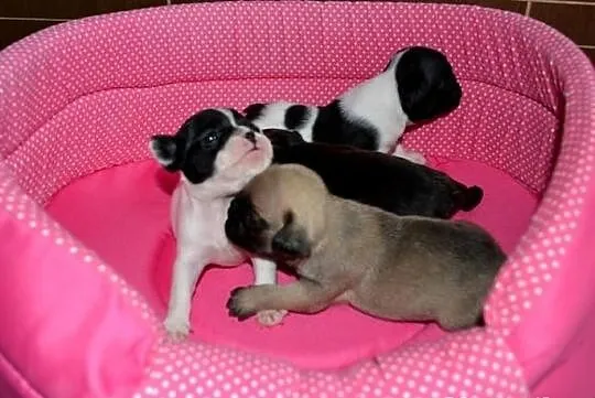 Buldog francuski FCI