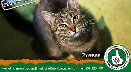 Prezes. Fundacja Stawiamy Na Łapy, małopolskie Kr
