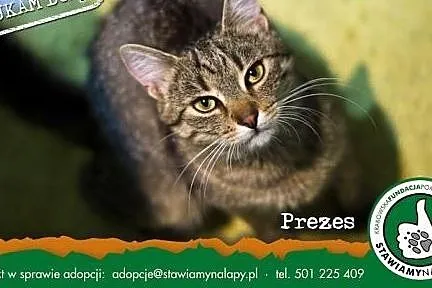 Prezes. Fundacja Stawiamy Na Łapy, małopolskie Kraków