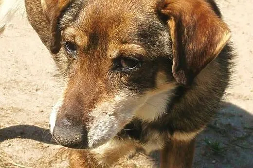 Rego - całe życie walczy o przetrwanie, cudowny pies do adopcji!,  Kundelki cała Polska