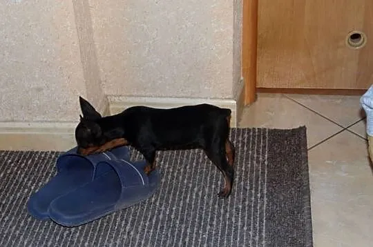 Ratlerek miniaturka suczka, Mazowieckie, Wierzbica