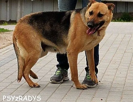 SIMBA piękna sunia owczarek, bardzo proludzka, łag