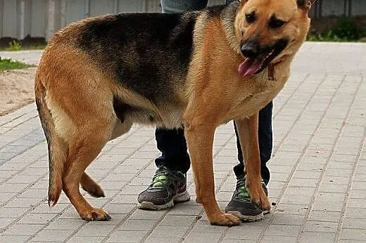 SIMBA piękna sunia owczarek, bardzo proludzka, łag