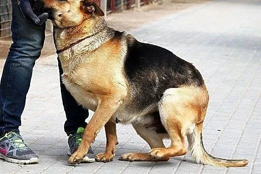 SIMBA piękna sunia owczarek, bardzo proludzka, łag
