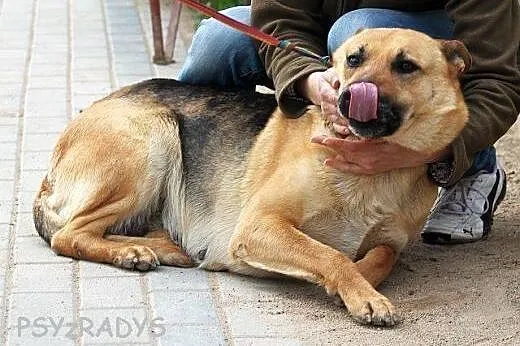 SIMBA piękna sunia owczarek, bardzo proludzka, łag