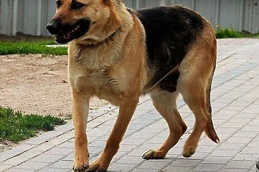 SIMBA piękna sunia owczarek, bardzo proludzka, łag