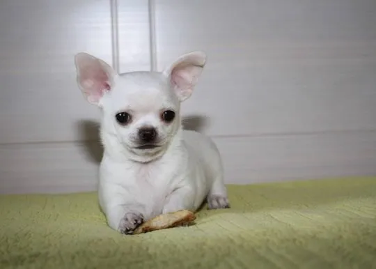 Szczenięta chihuahua, pies i suczka, zaszczepione i posiadają wszystkie dokumenty.