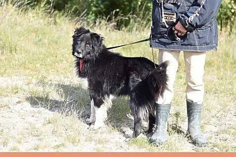 30 kg, przyjacielski,łagodny,spokojny pies BORDO.Adopcja,  dolnośląskie Wrocław
