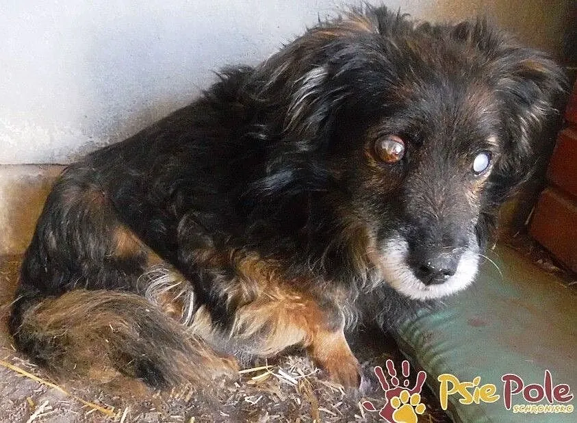 SPUTNIK-spokojny, niewidomy kudłaty staruszek-szukamy troskliwego domu, ADOPCJA, Małopolskie, Kraków
