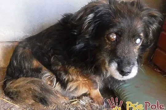 SPUTNIK-spokojny, niewidomy kudłaty staruszek-szukamy troskliwego domu, ADOPCJA, Małopolskie, Kraków