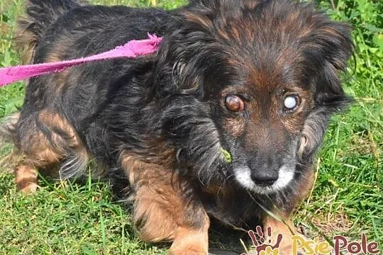 SPUTNIK-spokojny, niewidomy kudłaty staruszek-szukamy troskliwego domu, ADOPCJA, Małopolskie, Kraków