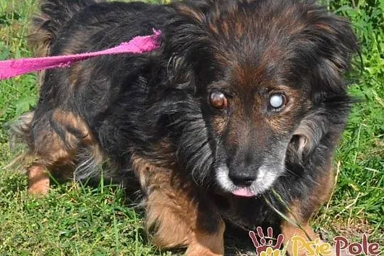SPUTNIK-spokojny, niewidomy kudłaty staruszek-szukamy troskliwego domu, ADOPCJA, Małopolskie, Kraków