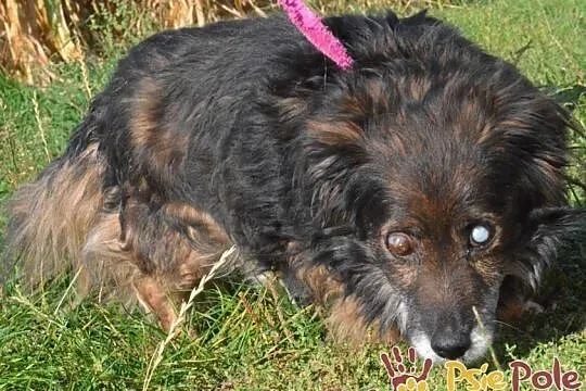 SPUTNIK-spokojny, niewidomy kudłaty staruszek-szukamy troskliwego domu, ADOPCJA, Małopolskie, Kraków