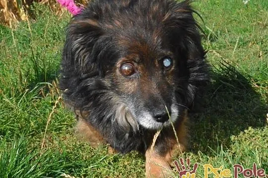 SPUTNIK-spokojny, niewidomy kudłaty staruszek-szukamy troskliwego domu, ADOPCJA, Małopolskie, Kraków