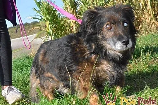 SPUTNIK-spokojny, niewidomy kudłaty staruszek-szukamy troskliwego domu, ADOPCJA, Małopolskie, Kraków