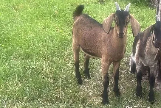 Sprzedam dwa koziołki anglonubijskie, Mazowieckie, Jastrzębia
