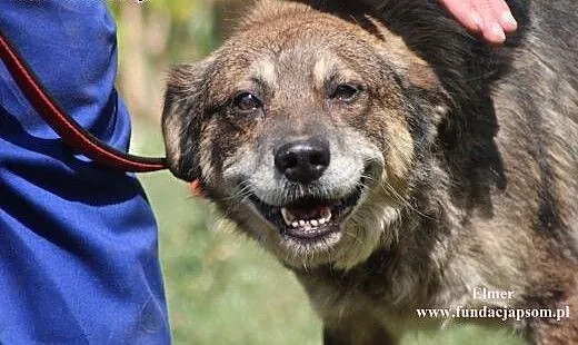 Elmer- przyjacielski psiak do adopcji!, mazowieck
