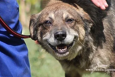 Elmer- przyjacielski psiak do adopcji!,  mazowieck