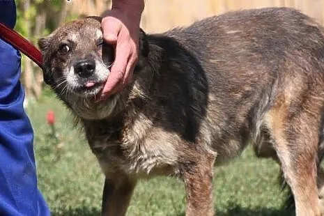 Elmer- przyjacielski psiak do adopcji!,  mazowieck