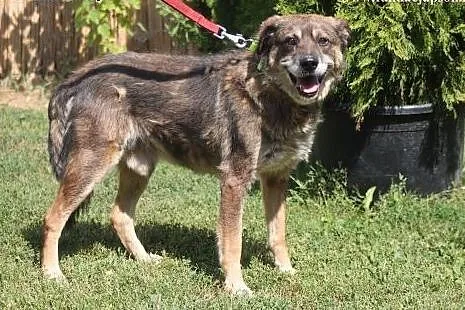 Elmer- przyjacielski psiak do adopcji!,  mazowieck
