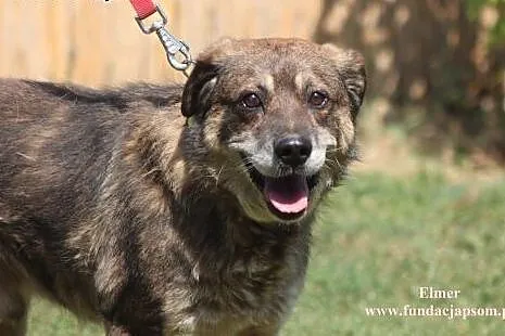 Elmer- przyjacielski psiak do adopcji!,  mazowieck