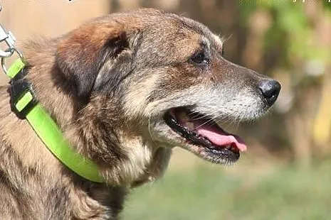 Elmer- przyjacielski psiak do adopcji!,  mazowieck