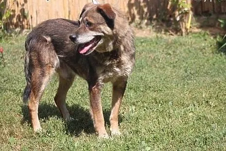 Elmer- przyjacielski psiak do adopcji!,  mazowieck