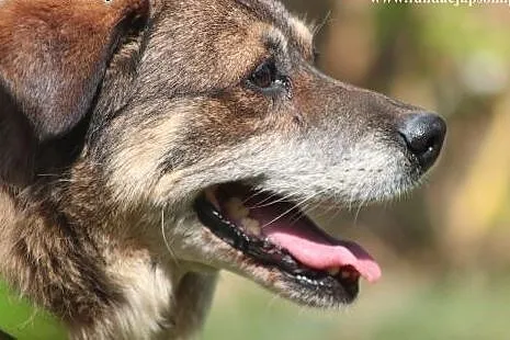 Elmer- przyjacielski psiak do adopcji!,  mazowieck
