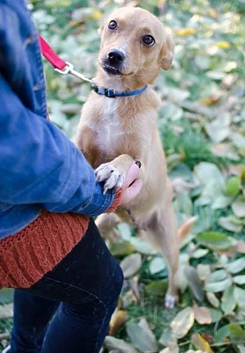 1,5 roczna Marcysia do adopcji, mazowieckie Warsz