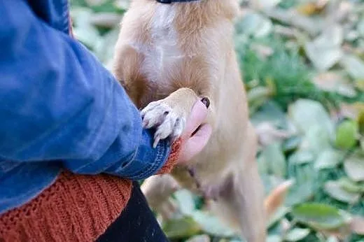 1,5 roczna Marcysia do adopcji,  mazowieckie Warsz