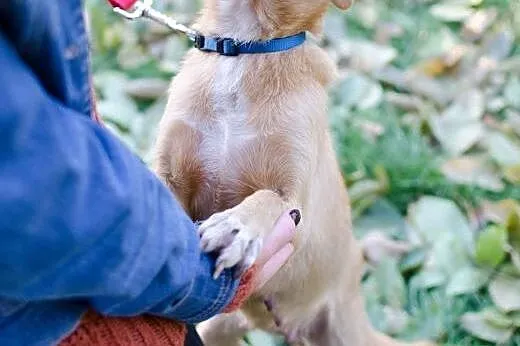 1,5 roczna Marcysia do adopcji,  mazowieckie Warsz
