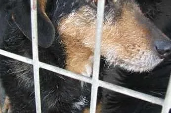 Elvis - ufny piesio marzy o dobrym domu,  dolnoślą