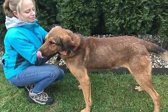 Łagodny Misio, dzieciolubny psiak szuka domu!, Mazowieckie, Warszawa