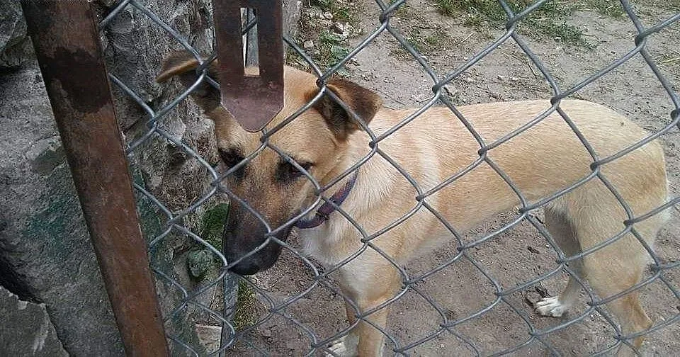 GALA piękna sunia uwielbiająca spacery w towarzystwie człowieka poleca się do adopcji , Kundelki cała Polska,
