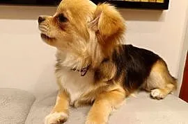 Sprzedam chihuahua