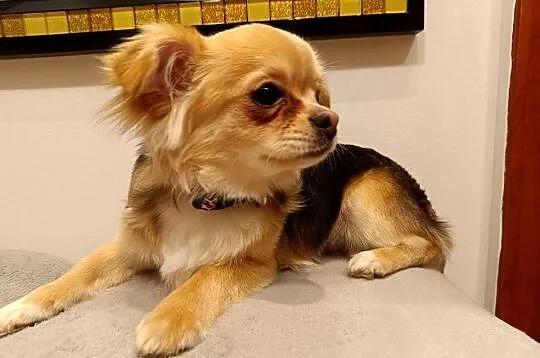 Sprzedam chihuahua, Pomorskie, Wejherowo
