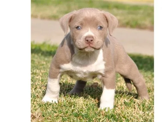 Sprzedam szczenięta rasy pitbull terrier, bardzo zdrowe, z pełną dokumentacją.********