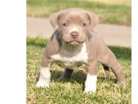 Sprzedam szczenięta rasy pitbull terrier, bardzo zdrowe, z pełną dokumentacją.********
