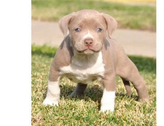 Sprzedam szczenięta rasy pitbull terrier, bardzo zdrowe, z pełną dokumentacją.********